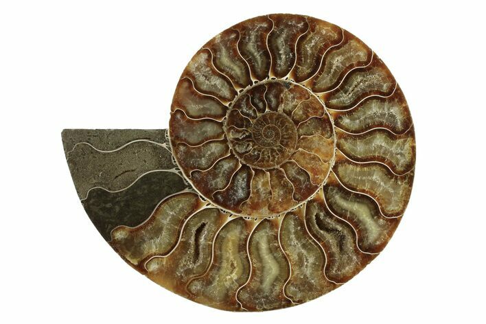 Cut & Polished Ammonite Fossil (Half) - Madagascar #341216